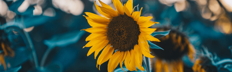 Sonnenblume mit bläulichem Hintergrund